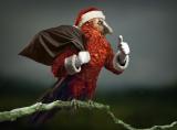 Merry Christmas r/BirdsWithArms!