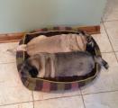 They have two beds, but find sleeping apart repugnant