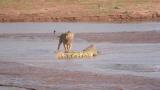 Lions fight off a crocodile to claim a dead elephant.