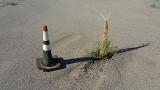 Grass grew up through a traffic cone.