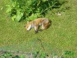 Here's a fox waking up from a nap on my lawn