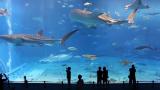 Kuroshio Sea. The second largest aquarium tank in the world.