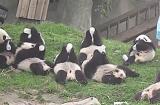Lunch time for Giant Pandas