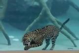 A Jaguar eating underwater