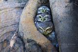 Insanely Adorable Owl Pictures By Thai Photographer Sasi (MIC).