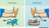 Minimalist infographic. Poisonous vs venomous.