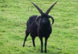 Hebridean sheep, a rare breed, sometimes have more than two horns.