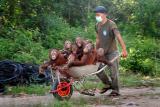 PsBattle: 8 Orangutans in Borneo rescued in a wheelbarrow