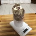 This hedgehog fits perfectly into the cylinder used to weigh him