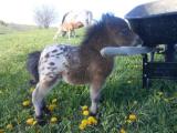 Adorable sized and proportioned pony... omg.