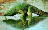 An algae covered crocodile.