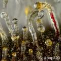 I photographed weed using a 10x microscope objective