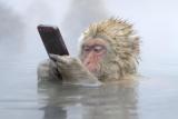 Macaque has trouble figuring out how a smartphone works