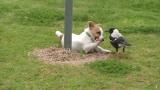 dog plays with crow