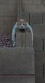 PsBattle: Cat laying flat on a wall