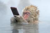 PsBattle: Monkey using iPhone in hot springs