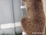 Bear belly flops into pool