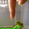 Baby chameleon climbing