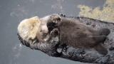 sea otter pup trying to sleep on mom