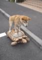 real friendship of dog and turtle