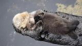 Otter cuddling their baby