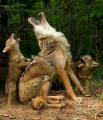 Momma wolf teaching her babies to howl
