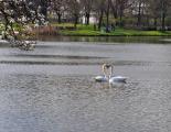 Two swans in love at a park in Hannover.