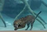 Jaguar eating underwater