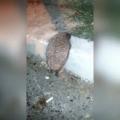 Struggling hedgehog