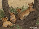 Four Lion Cubs rest during the heat of the day in Serengeti, Tanzania by Charlie Summers.