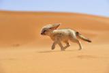 The fennec fox is so well adapted to desert life that it can live without free-standing water. Instead, fennec foxes gain much of their water from the leaves, roots, fruits, eggs and animal prey they find to eat.