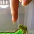 A finger and baby Chameleon
