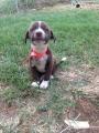 Cute Smiley Doggo I found (on internet) thought you guys would enjoy!