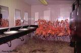 The Miami Zoo's flamingoes' temporary shelter during Hurricane Andrew 20 years ago today