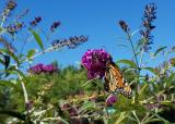 Technically speaking, the butterfly bush is the most attractive member of my garden.