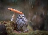 Owl under umbrella