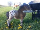 Baby Appaloosa mini horse