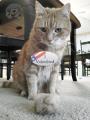 Some of you might agree with how my cat voted