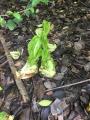 Where I work, we toss the ends of romaine out back for the rabbits. After a few days of rain, they began to regrow