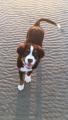 Hercules the Bernese, 1st day at the beach