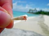 PsBattle: A Tiny Crab