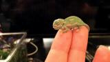 Baby chameleon changing color pattern