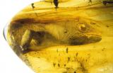 This gecko has been trapped in amber for 54 million years which means they lived alongside other dinosaurs. Are geckos still here because their camouflage capabilities kept them hidden from the meteor?
