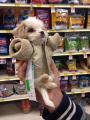 Meet tiny pup in a coat.