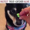 In the blink of an eye; the fastest treat catcher alive!