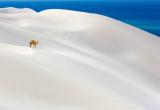Lone Camel, Socotra Island, Indian Ocean