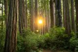Sun setting through the redwoods - Prairie Creek Redwoods State Park [OC] [5323x3549]