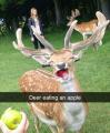 Deer enjoys an apple