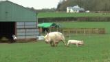 A rescued sow goes outside for the first time