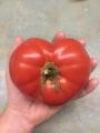 I grew a tomato from my late grandfathers seed that weighs nearly half a kg and is shaped like a heart.